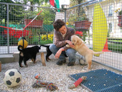 chiots de Sonate avec Judith